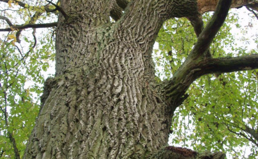 3_Sventasis Daubu azuolas.jpg